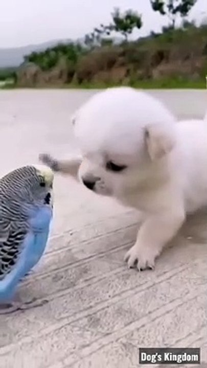 Cute puppy ❤️dog