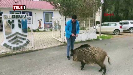 Domuz her gün kendisini iyileştiren doktoru ziyarete geliyor