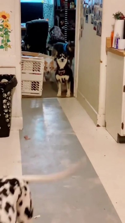 Why Am I Always Picked Last - Dogs Funny Video