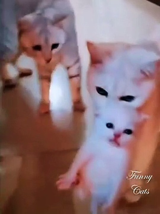 Baby Cats- Cute and Funny Cat Videos Compilation