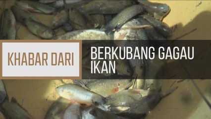 Khabar Dari Perlis: Berkubang gagau ikan