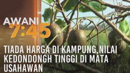 Tiada harga di kampung, nilai kedondong tinggi di mata usahawan