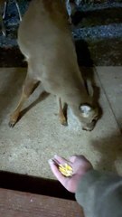 Hand-Feeding Herd of Deer