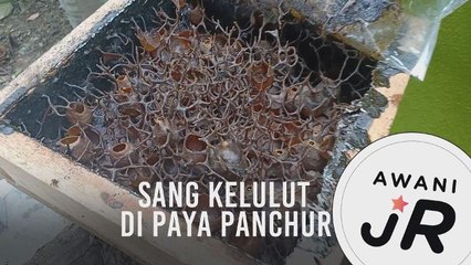 #AWANIJr: Sang Kelulut Di Paya Panchur