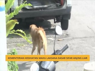 Kementerian Kesihatan mahu laksana dasar sifar anjing liar