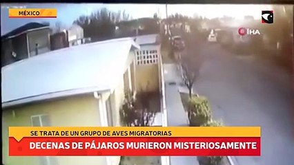 Decenas de pájaros murieron misteriosamente