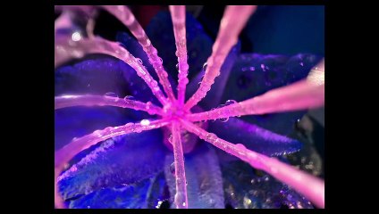 iPhone 13 Pro Giveaway -Follow Discription