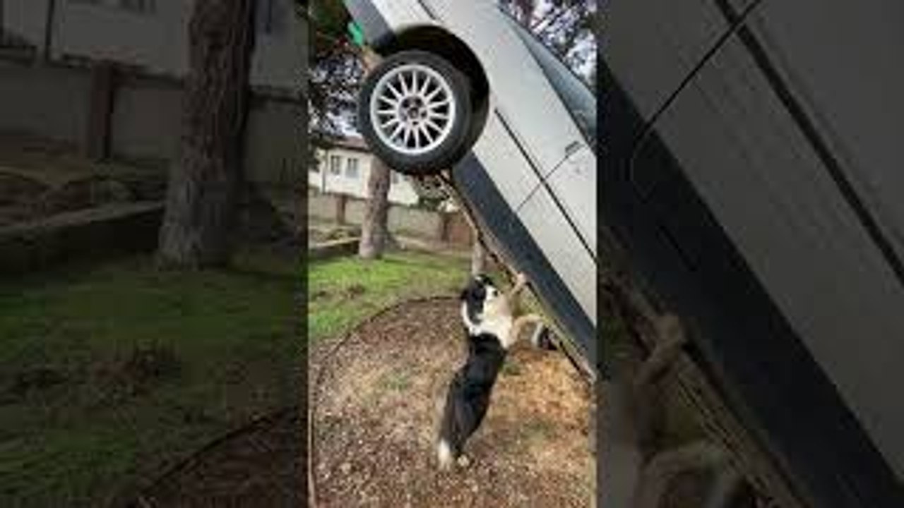 Using the Dog Jack