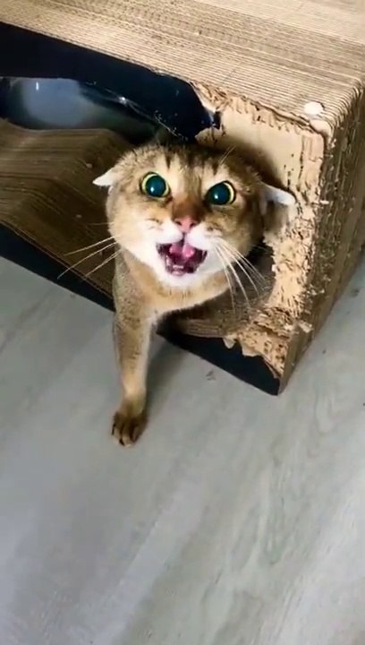 Angry -- Cat