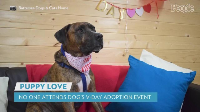 Dog in Shelter Over 200 Days Still Looking for a Home After No One Shows Up to Adoption Party