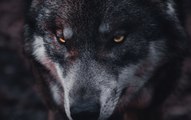 Sus aullidos son únicos entre ellos: datos impresionantes de los lobos