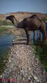 A herd of camels drinking water