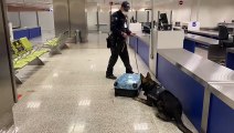 Receita Federal apreende R$ 1,2 milhão de skunk em mala no Aeroporto de Brasília