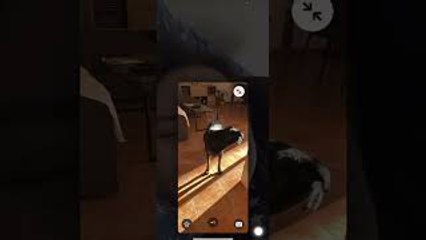 Fresh Bathed Steamy Dog