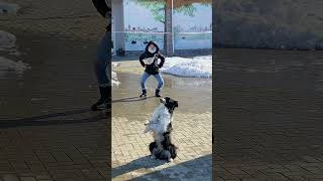 Dog Sits on Hind Legs