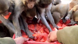 Feeding Caring and helping of wild monkey