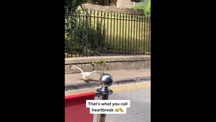 aww People Dying Inside funny video Compilation 2022 # Instant Regret Compilation - Try Not To Laugh ,Funny Fails Video_6
