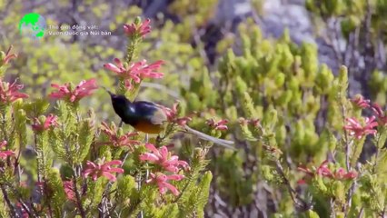 Vườn Quốc gia Núi Bàn