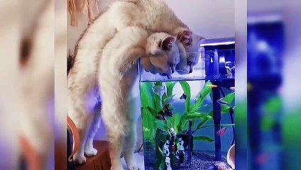 The water in the fish tank is delicious