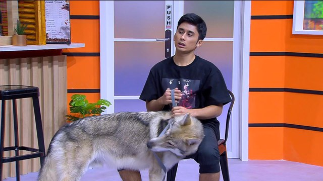 GGS (Gemes Gemes Serigala)