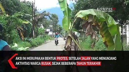 Membahayakan, Warga Tanami Jalan Rusak  Dengan Pohon Pisang