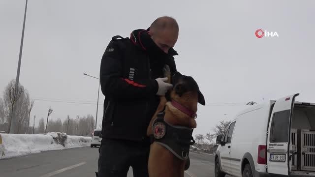 Otoyollar hassas burunlara emanet