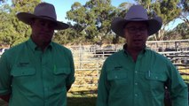 2022 Sterita Park Angus bull sale