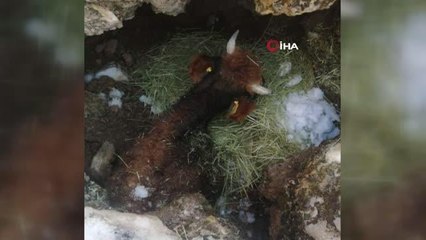 Bir haftadır kayıp olan inek çukura sıkışmış olarak bulundu