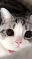 Baby Cats - Cute and Funny Cat Videos Compilation #cat #catvideos #funnycatvideos #cutecatvideos #catvideos2022 #funniestcatvideos #funnycatmoments #funnycatvideos2022 #funnycatanddogvideos #cattv (39)