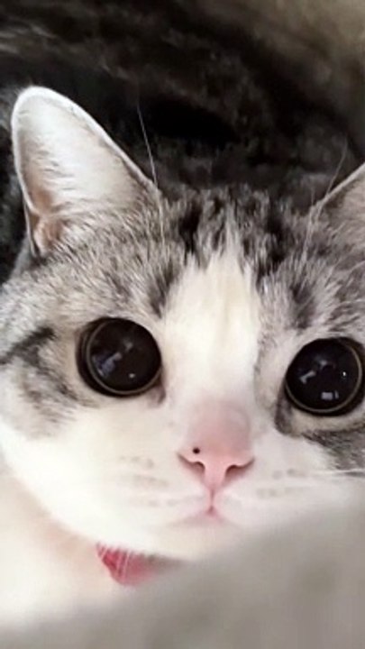 Baby Cats - Cute and Funny Cat Videos Compilation #cat #catvideos #funnycatvideos #cutecatvideos #catvideos2022 #funniestcatvideos #funnycatmoments #funnycatvideos2022 #funnycatanddogvideos #cattv (39)