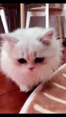Baby Cats - Cute and Funny Cat Videos Compilation #cat #catvideos #funnycatvideos #cutecatvideos #catvideos2022 #funniestcatvideos #funnycatmoments #funnycatvideos2022 #funnycatanddogvideos #cattv (44)