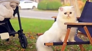 Baby Cats - Cute and Funny Cat Videos Compilation #cat #catvideos #funnycatvideos #cutecatvideos #catvideos2022 #funniestcatvideos #funnycatmoments #funnycatvideos2022 #funnycatanddogvideos #cattv (45)
