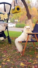Baby Cats - Cute and Funny Cat Videos Compilation #cat #catvideos #funnycatvideos #cutecatvideos #catvideos2022 #funniestcatvideos #funnycatmoments #funnycatvideos2022 #funnycatanddogvideos #cattv (45)