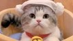 Baby Cats - Cute and Funny Cat Videos Compilation #cat #catvideos #funnycatvideos #cutecatvideos #catvideos2022 #funniestcatvideos #funnycatmoments #funnycatvideos2022 #funnycatanddogvideos #cattv (48)