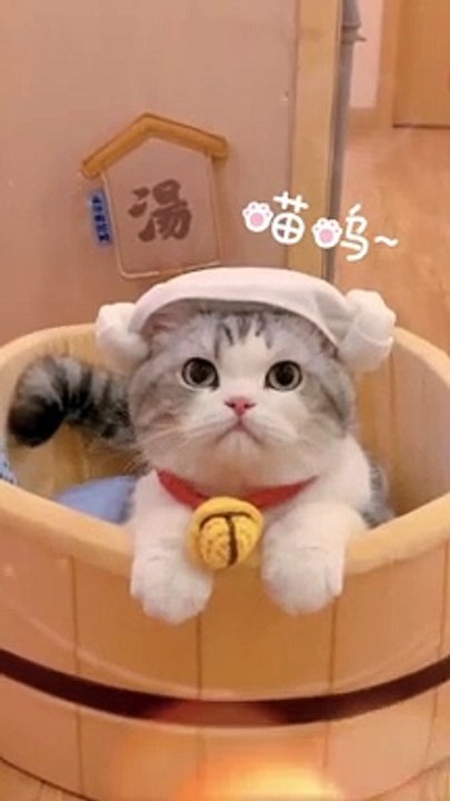 Baby Cats - Cute and Funny Cat Videos Compilation #cat #catvideos #funnycatvideos #cutecatvideos #catvideos2022 #funniestcatvideos #funnycatmoments #funnycatvideos2022 #funnycatanddogvideos #cattv (48)