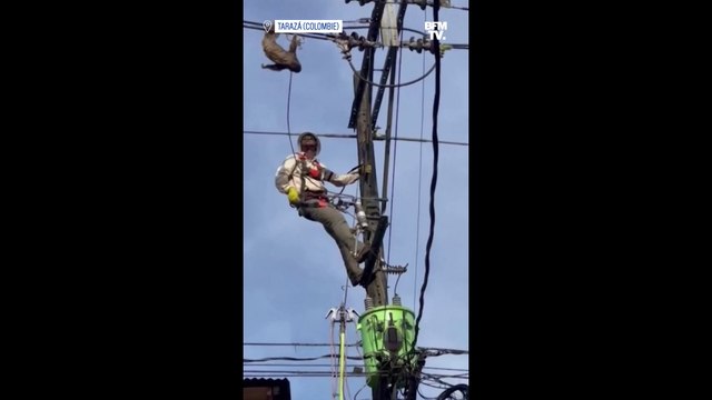 Un paresseux égaré sur des lignes électriques secouru en Colombie