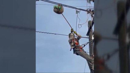 Rescate de un perezoso encaramado a un cable de la luz en Colombia