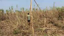 Gujarat Hindi News Video : वराहों (शूकर) ने खेत को फसल से किया खाली, किसान आतंकित, लगाई गुहार