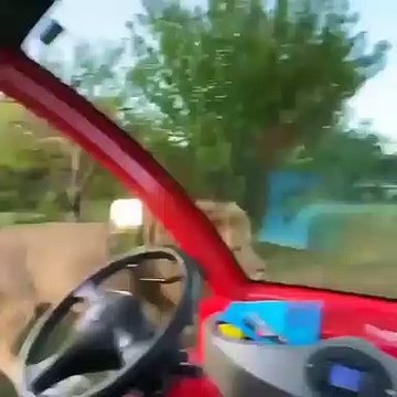 Comment un homme gère un lion harcelé par une dizaine d'autres