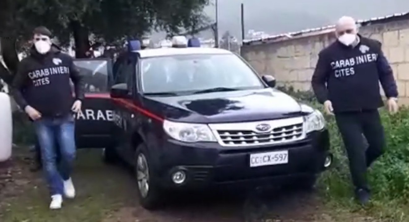 Palermo - Corsa di cavalli clandestina, identif...