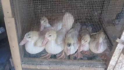 Ternak Unggas Memang Cocok Di Musim Apapun