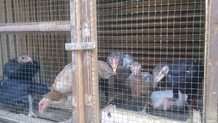 Tidak harus modal yang besar untuk usaha ternak seperti ini