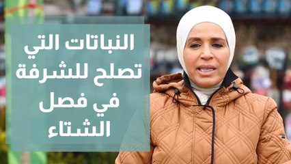 النباتات التي تصلح للشرفة في فصل الشتاء