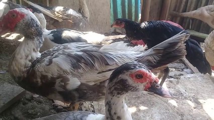Usaha yang menjanjikan keberhasilan yaitu ternak Entok atau unggas yang lain