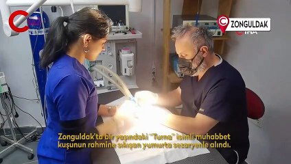 Bir yaşındaki muhabbet kuşunun yumurtası ameliyatla alındı
