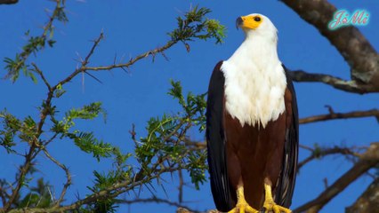Đại Bàng Cá Châu Phi | Bậc Thầy Săn Mồi Trên Mặt Nước