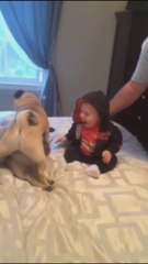 puppy and baby bound , puppy and baby funny video, funny video, follow me for more interesting video,