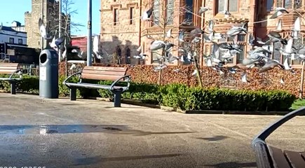 Pigeons take flight in Derry's Peace Park, Ireland
