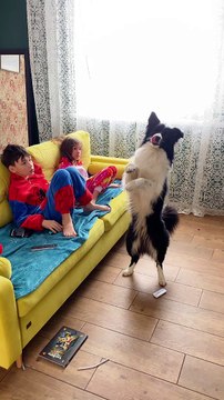 Dog Sits on Hind Legs