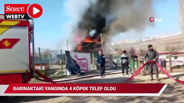 Gönüllülerin kurduğu barınaktaki yangında 4 köpek telef oldu